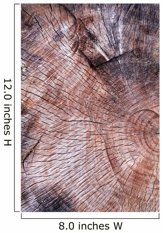 Wood Texture Cutted Tree