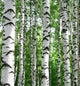 White Birch Trunks Summer