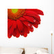 Gerbera Daisy Wall Decal
