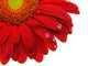 Gerbera Daisy Wall Decal