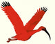 Scarlet Ibis Wall Decal