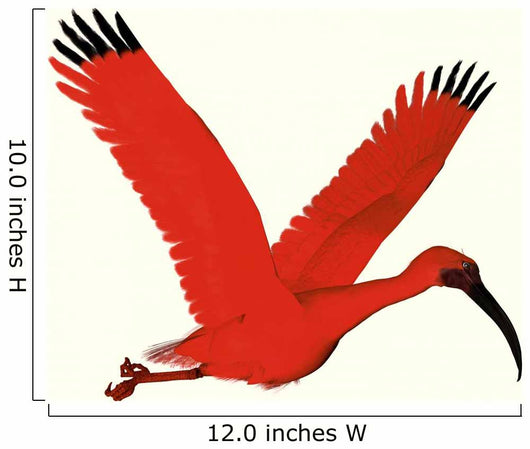 Scarlet Ibis Wall Decal