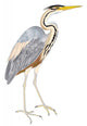 Oiseaux Heron Pourpre