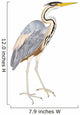 Oiseaux Heron Pourpre
