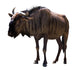 Blue Wild Wildebeest Wall Decal