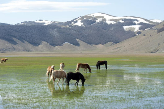 Castelluccio Di Norcia Plateau