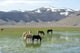 Castelluccio Di Norcia Plateau