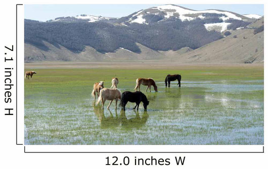 Castelluccio Di Norcia Plateau