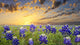 Bluebonnets Texas Hill Country