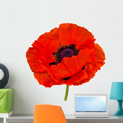 Poppy shown on a wall