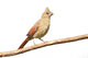 Cardinal Stump