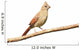 Cardinal Stump