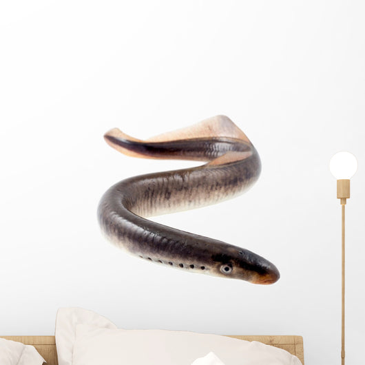 Lamprey Fish Wall Decal