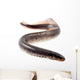 Lamprey Fish Wall Decal