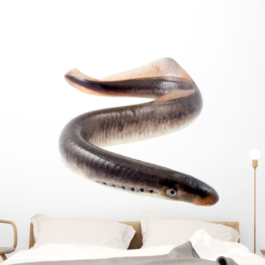 Lamprey Fish Wall Decal