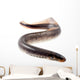Lamprey Fish Wall Decal