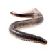 Lamprey Fish Wall Decal