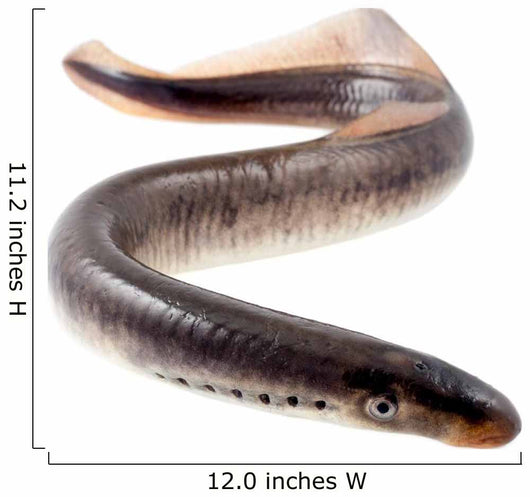 Lamprey Fish Wall Decal