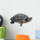 Red-eared Slider