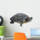 Red-eared Slider