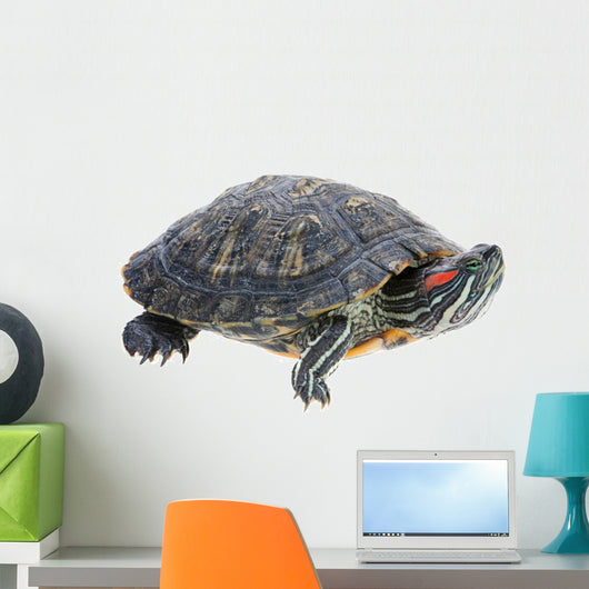 Red-eared Slider