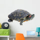Red-eared Slider