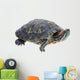 Red-eared Slider