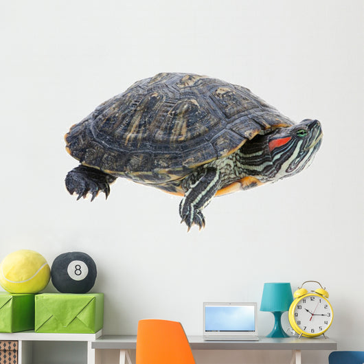 Red-eared Slider