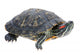 Red-eared Slider