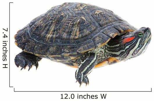 Red-eared Slider