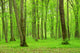 Green Forest