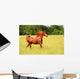 Sorrel Horse Running Summer Wall Decal