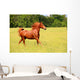 Sorrel Horse Running Summer Wall Decal
