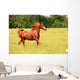 Sorrel Horse Running Summer Wall Decal