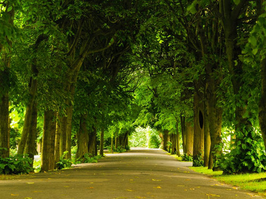Sidewalk Walking Pavement Park