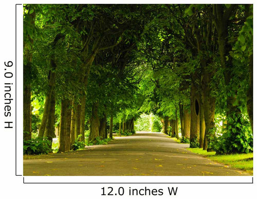 Sidewalk Walking Pavement Park