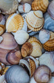 shells Wall Mural
