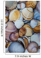 shells Wall Mural
