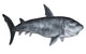 Shark 3D