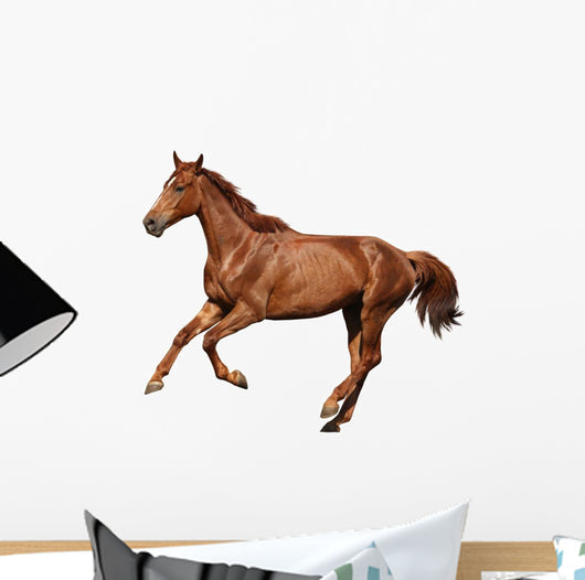 Brown Horse Cantering Free