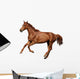 Brown Horse Cantering Free