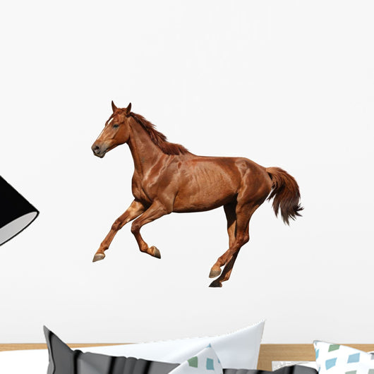 Brown Horse Cantering Free