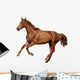 Brown Horse Cantering Free