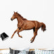 Brown Horse Cantering Free