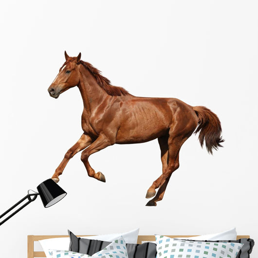Brown Horse Cantering Free