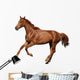 Brown Horse Cantering Free