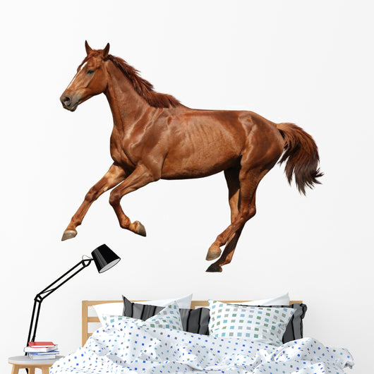 Brown Horse Cantering Free