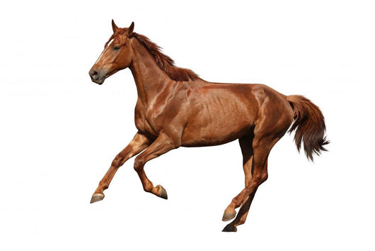 Brown Horse Cantering Free