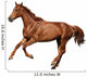 Brown Horse Cantering Free