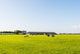 Grazing Cows Flat Pasture Wall Decal